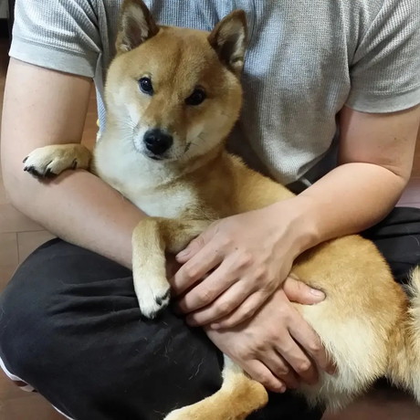 抱っこ好きな柴犬のロックくん