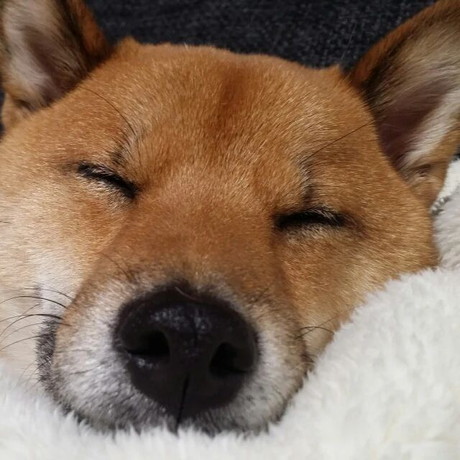 幸せそうに寝る柴犬のロックくん