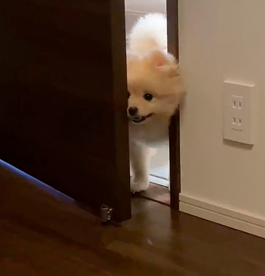 ころすけ＆ぺこ ポメラニアン兄妹