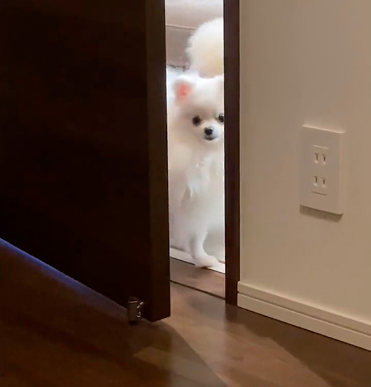 一度いなくなるポメラニアンたち