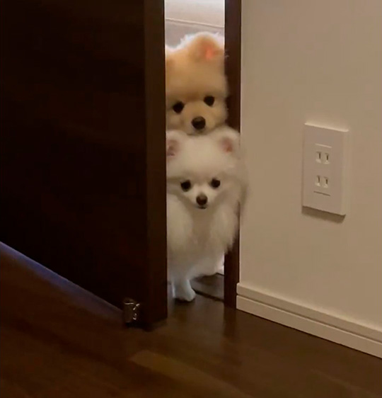 部屋がきになるポメラニアン