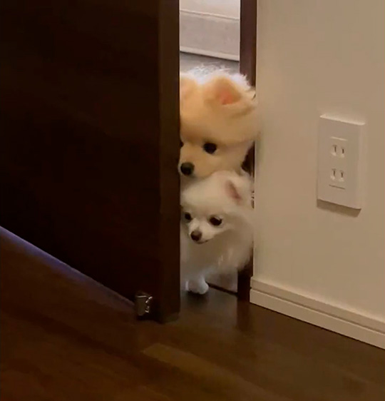 見つめるポメラニアン