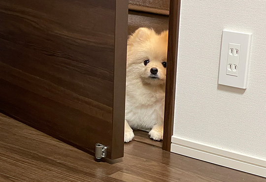 ころすけ＆ぺこ ポメラニアン兄妹