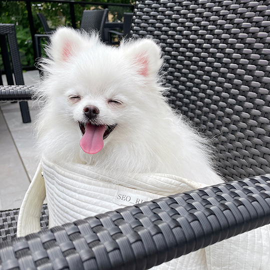 ころすけ＆ぺこ ポメラニアン兄妹