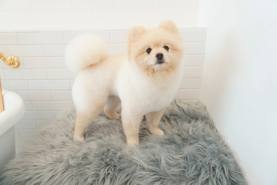 ころすけ＆ぺこ ポメラニアン兄妹