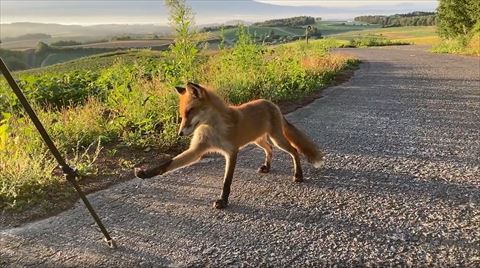 右前足上に伸ばす