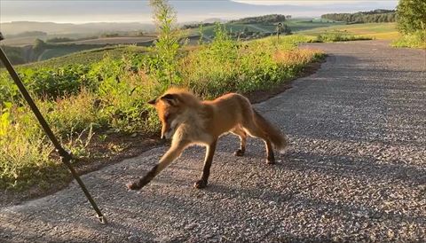 右前足下に伸ばす