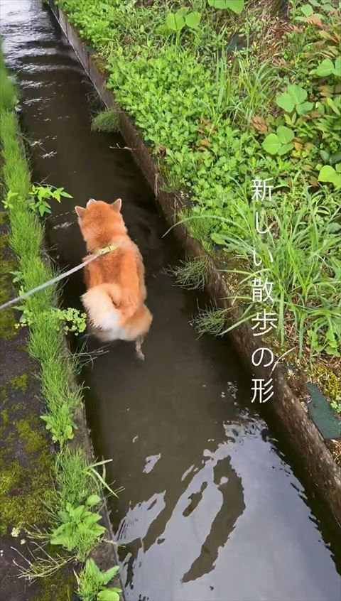 右後ろ足だしてる柴犬