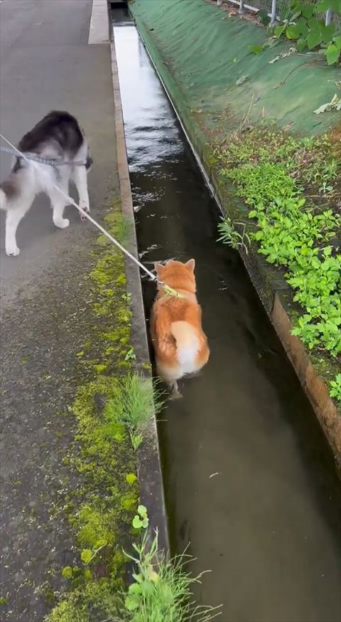 ハスキーと並ぶ柴