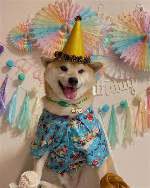 誕生日写真柴犬