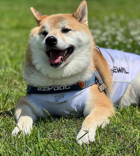 屋外で伏せしてる犬
