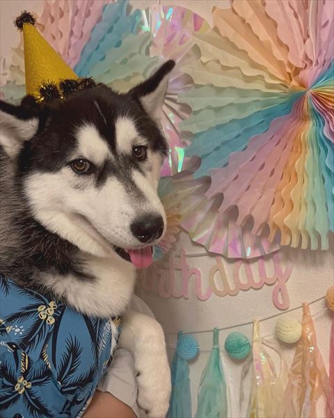 ハスキーの誕生日
