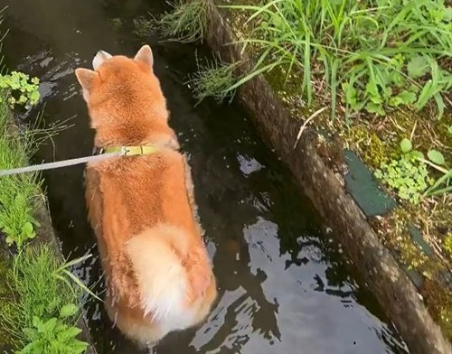 用水路歩く柴犬