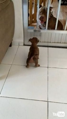 大きな犬に吠える子犬
