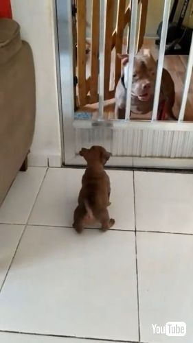 大きな犬に吠える子犬