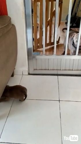 大きな犬に吠える子犬