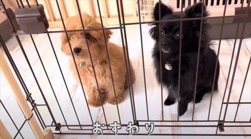 プーとポメ