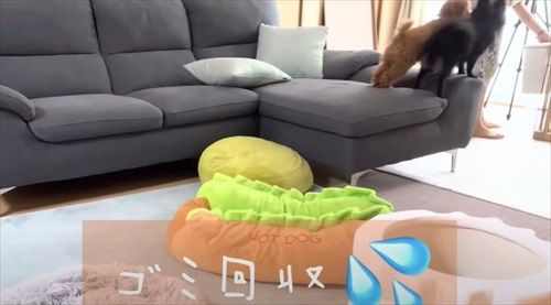 多頭飼いのワンちゃんたち