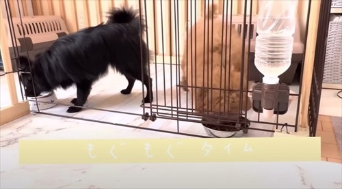 多頭飼いのワンちゃんたち