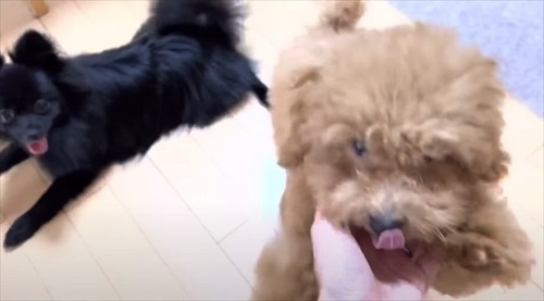 多頭飼いのワンちゃんたち