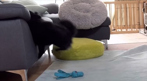 多頭飼いのワンちゃんたち