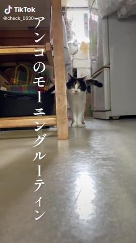 「実家の美魔女猫17歳　アンコのモーニングルーティン」