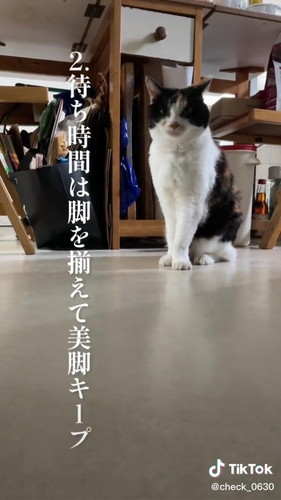 「実家の美魔女猫17歳　アンコのモーニングルーティン」