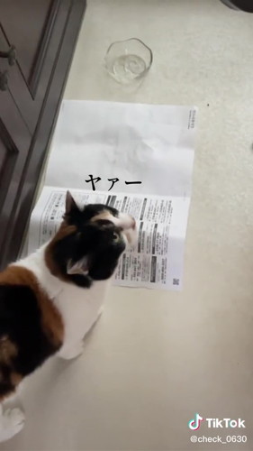 「実家の美魔女猫17歳　アンコのモーニングルーティン」