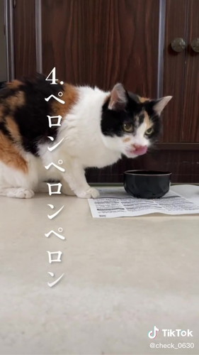 「実家の美魔女猫17歳　アンコのモーニングルーティン」