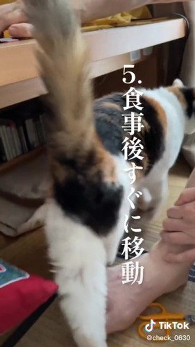 「実家の美魔女猫17歳　アンコのモーニングルーティン」