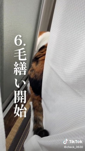 「実家の美魔女猫17歳　アンコのモーニングルーティン」