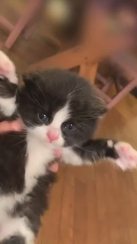 子猫のがおーポーズ