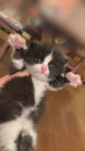 子猫のがおーポーズ