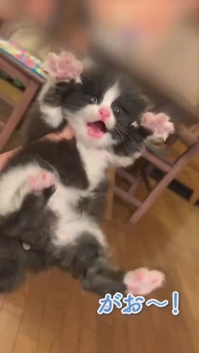 子猫のがおーポーズ