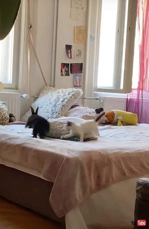 子猫と子うさぎの追いかけっこ
