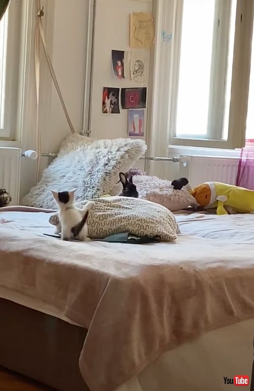 子猫と子うさぎの追いかけっこ