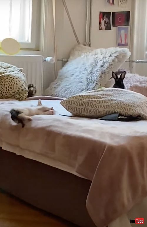 子猫と子うさぎの追いかけっこ