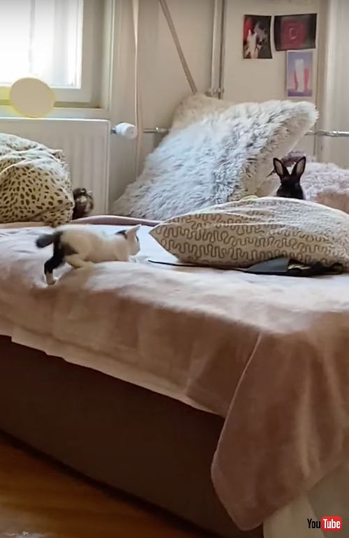 子猫と子うさぎの追いかけっこ