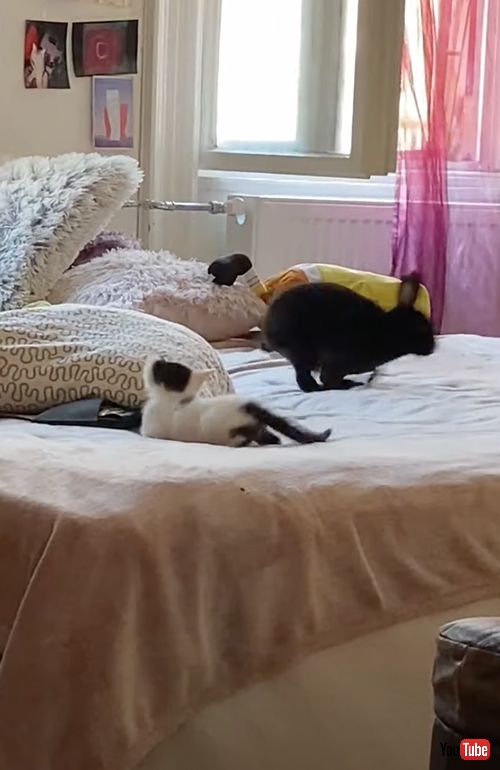子猫と子うさぎの追いかけっこ