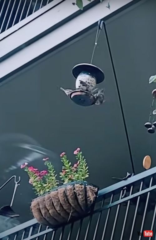 チームワークバッチリな鳥たち