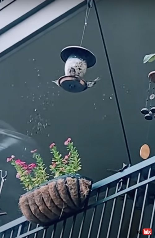 チームワークバッチリな鳥たち