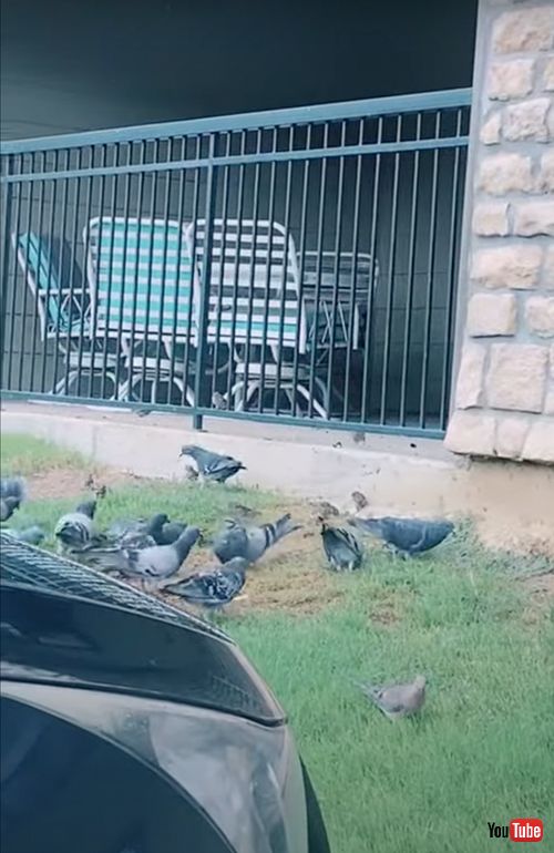 チームワークバッチリな鳥たち