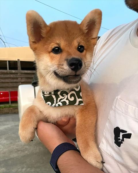 バンダナしてる