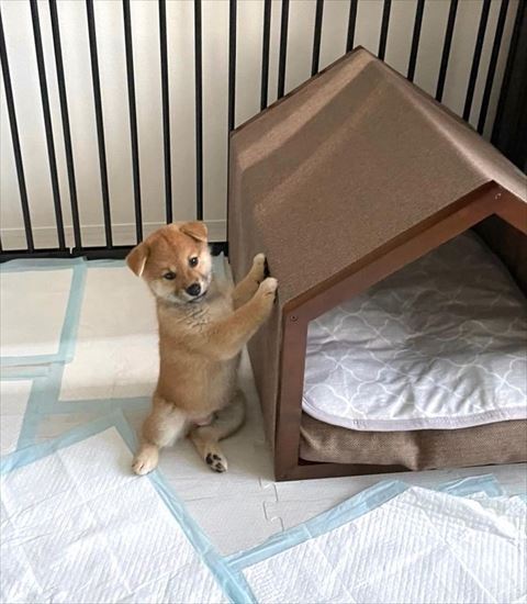 ハウスにつかまり立ち