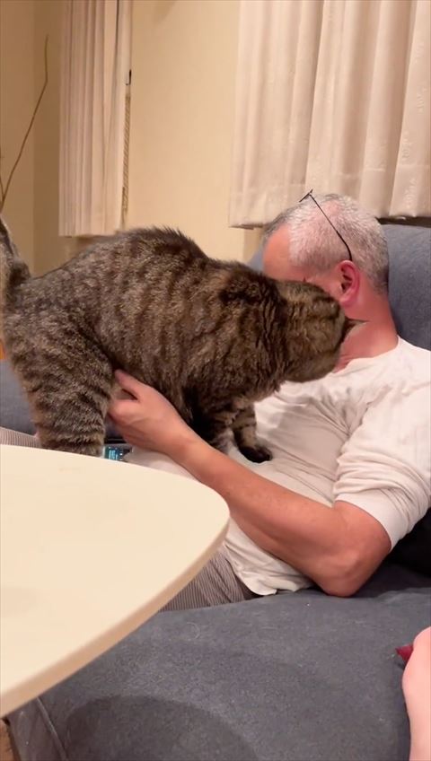 携帯電話を見る猫