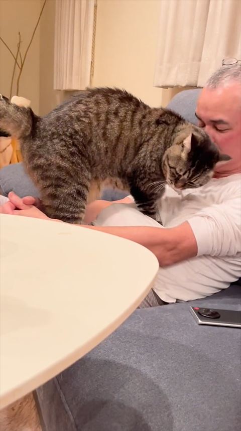 パパさんのおなかを見る猫