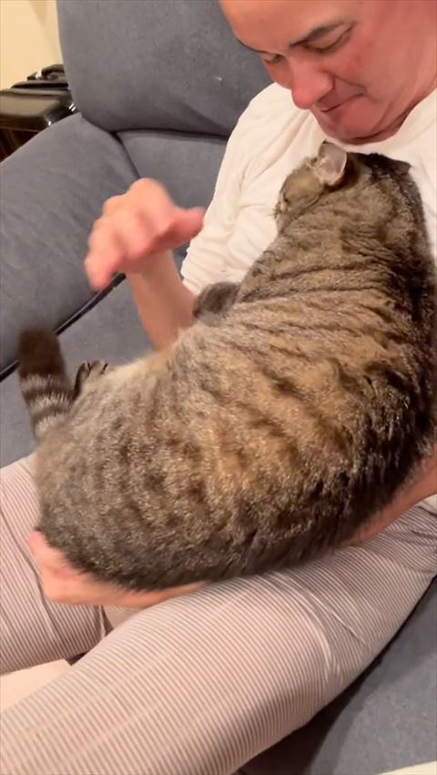 くつろぐ猫横から