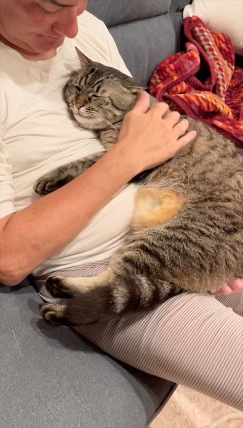 背中なでられてる猫