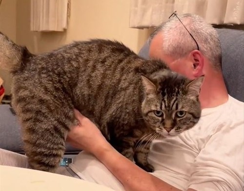 お父さんが好きな猫