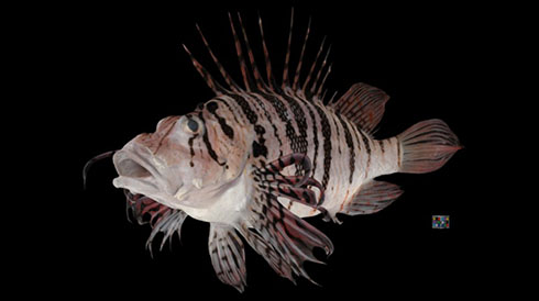3Dデジタル生物標本・ミノカサゴの画像